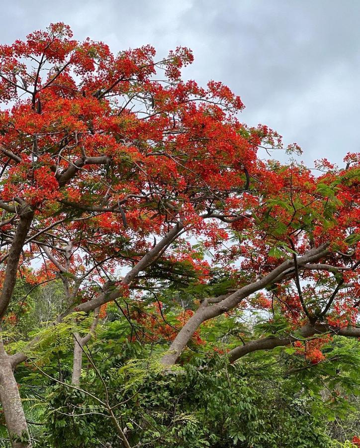 The Serene House Bed & Breakfast Luquillo Exterior foto