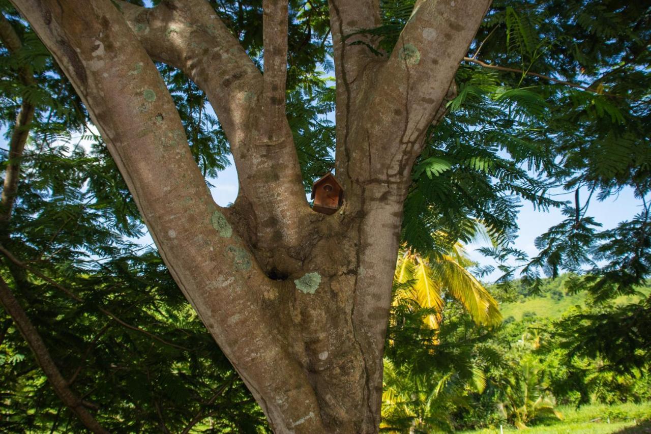 The Serene House Bed & Breakfast Luquillo Exterior foto